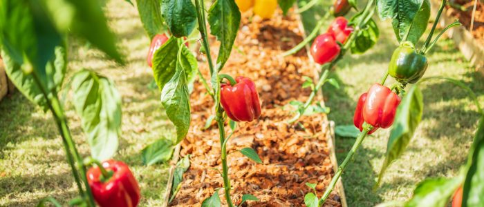 Red bell pepper plant growing in organic garden